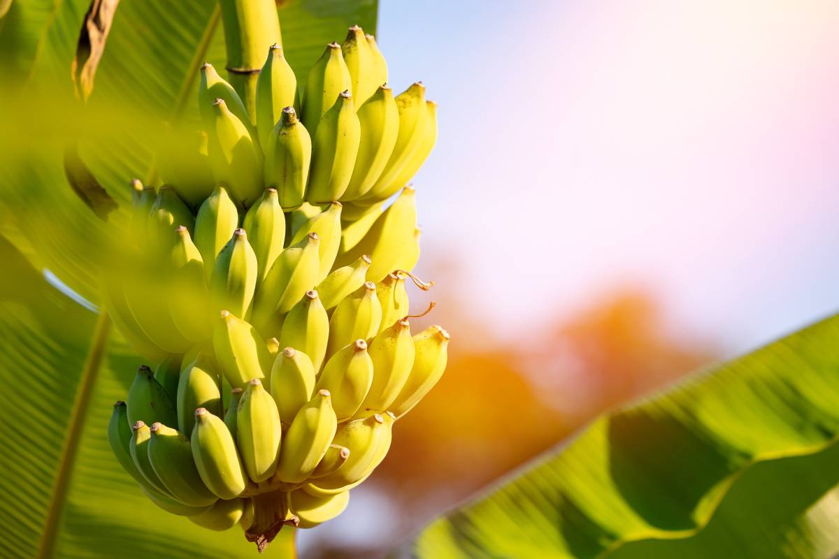 Ecuadorian banana exports soar past 377 million boxes, posting 3.5 percent growth in 2025
