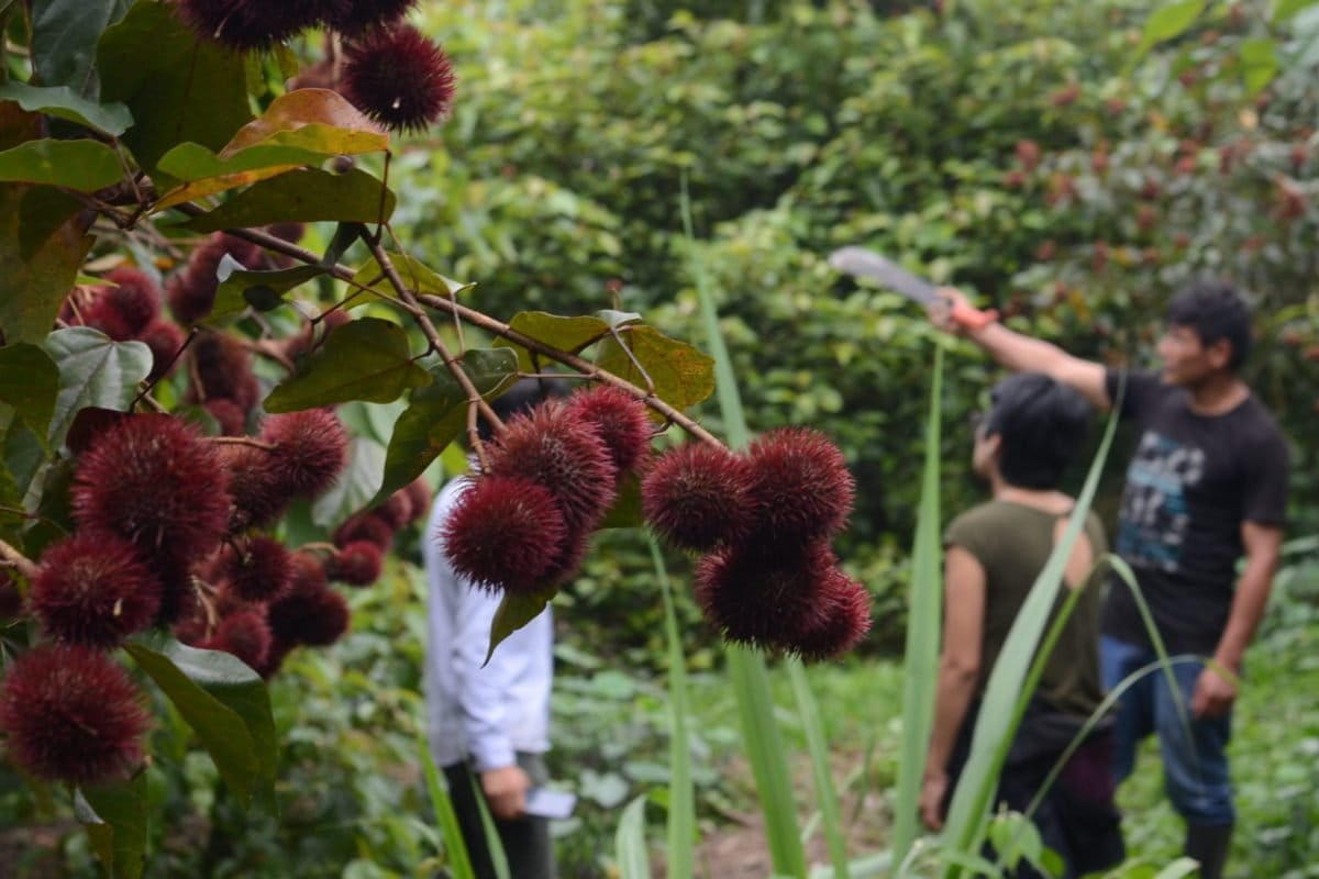 Ecuador&rsquo;s Pastaza province, Indigenous groups collaborate on forest conservation